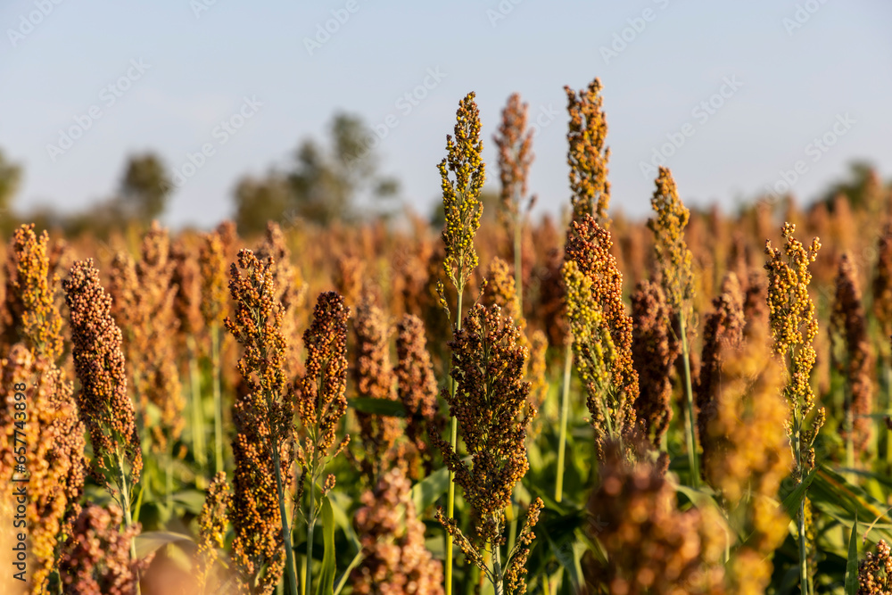 Millet cultivation in Friuli Venezia Giulia, Italy