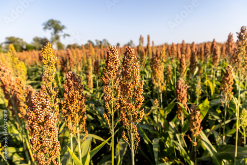 Obraz na płótnie Millet cultivation in Friuli Venezia Giulia, Italy w salonie