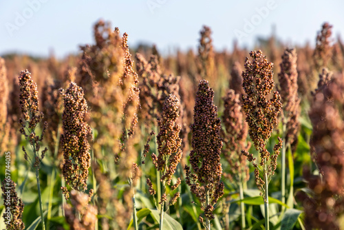 Obraz na płótnie Millet cultivation in Friuli Venezia Giulia, Italy w salonie