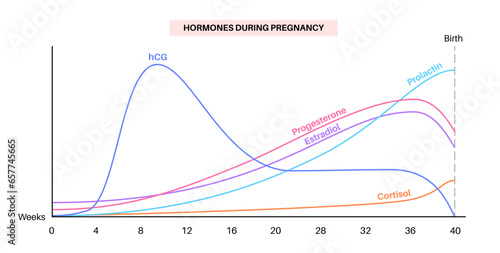 Hormones in pregnancy