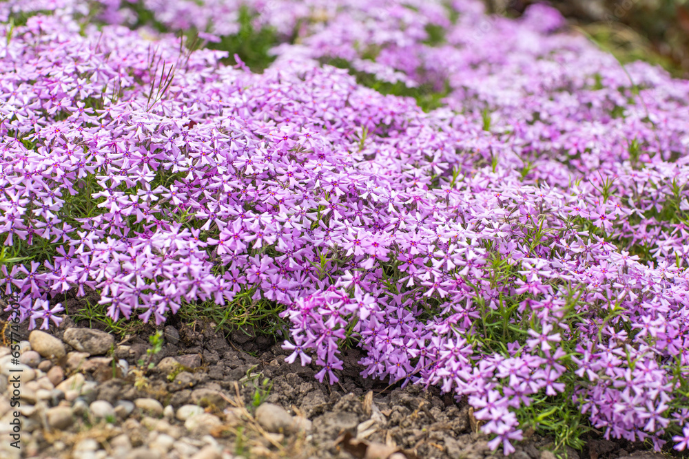 purple phloxes bloom in the garden in spring purple phloxes bloom in the garden in spring