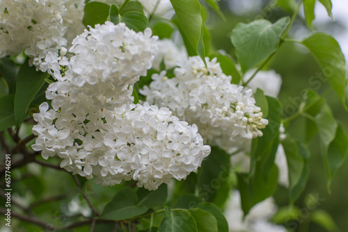 white lilac blooms in the garden in spring 