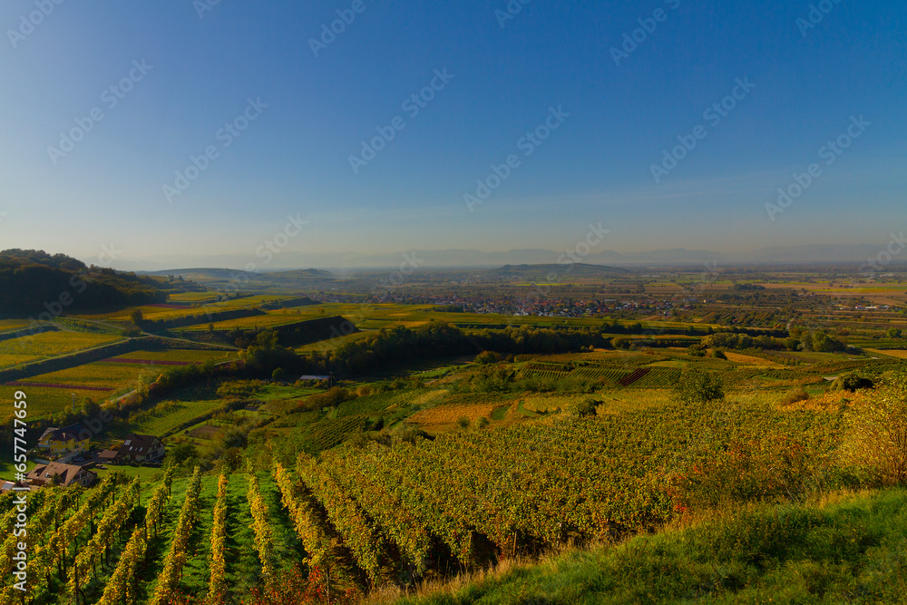 Weinberge Reben Weinberge Reben