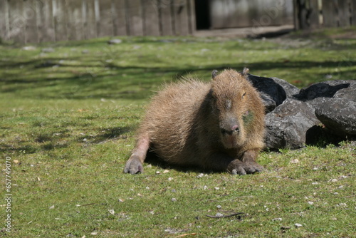 chien de prairie