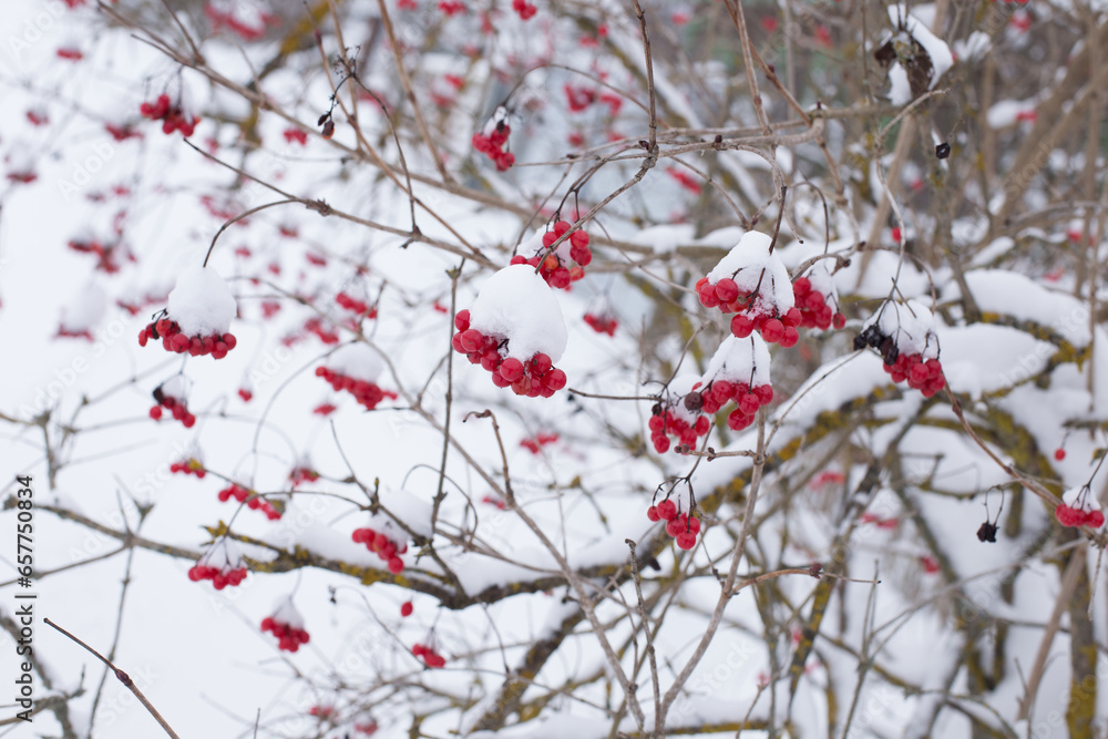 Viburnum berry in winter, frozen red and bright berries for health and longevity Viburnum berry in winter, frozen red and bright berries for health and longevity