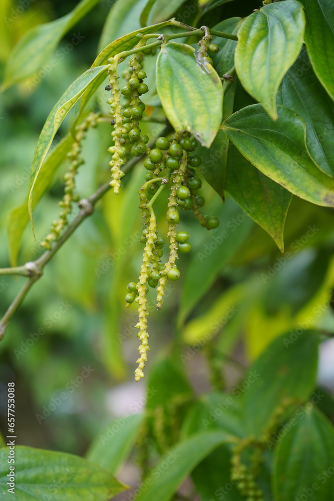 Young flowers and fruit bunches of the pepper tree Young flowers and fruit bunches of the pepper tree