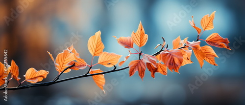 maple leaf red autumn sunset tree background