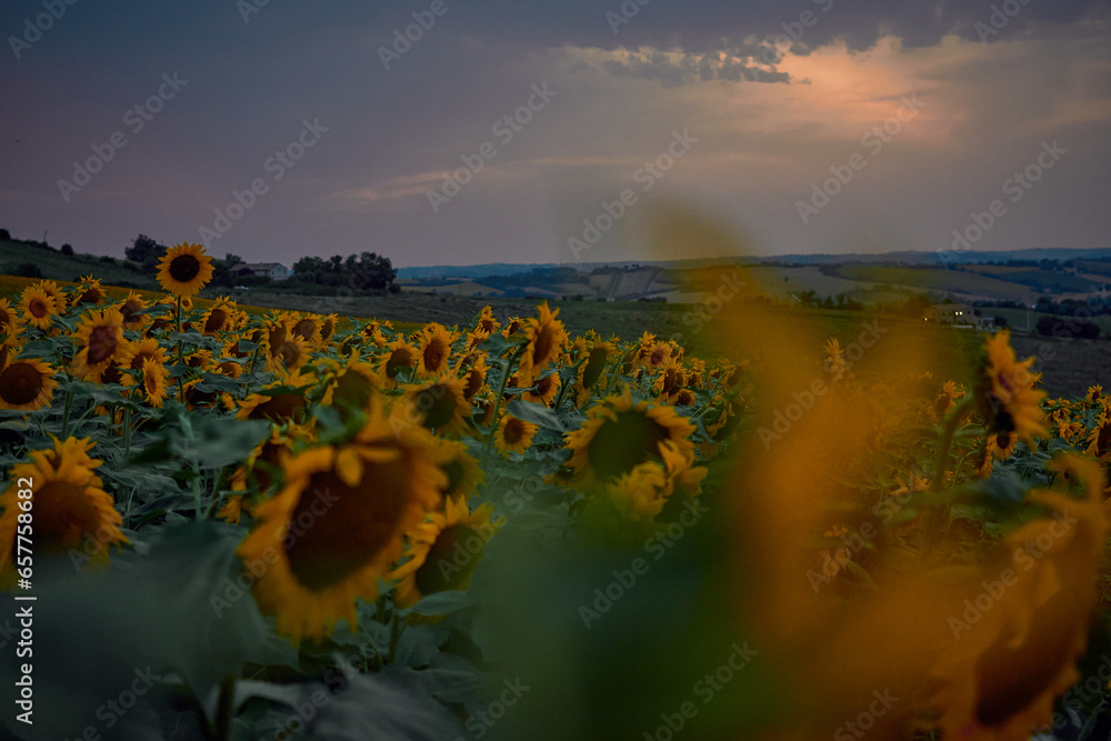 sunflower plants at sunset