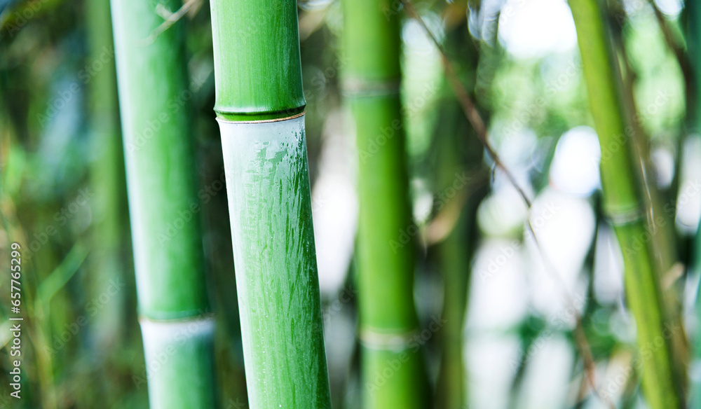 Obraz premium Green bamboo forest for background