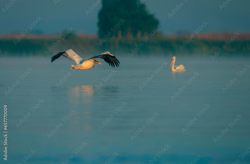 Fototapeta premium Danube delta wild life birds birds in flight over a serene body of water, showcasing the beauty of biodiversity in the natural ecosystem with pelican, heron and egret