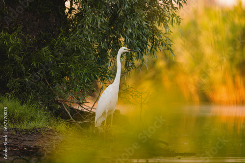 Danube delta wild life birds a majestic white bird standing gracefully on a tranquil body of water with pelican, heron and egret photo