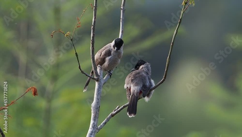 Birds: Sooty-headed bulbuls (Pycnonotus aurigaster)