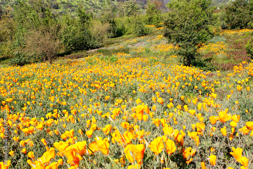 Fototapeta premium Path of yellow wildflowers in spring
