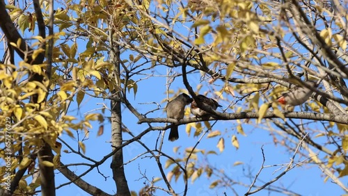 Birds: Sooty-headed bulbuls (Pycnonotus aurigaster)