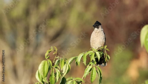 Birds: Sooty-headed bulbuls (Pycnonotus aurigaster)