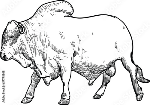 Vintage hand drawn sketch of boran bull