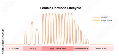Hormones in pregnancy photo