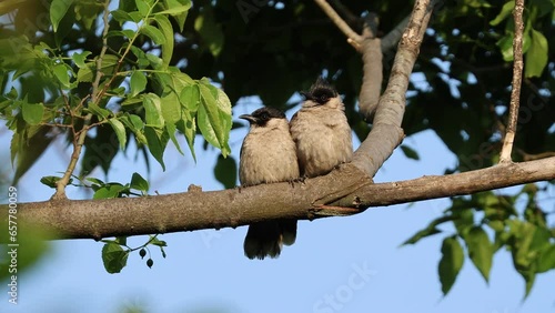 Birds: Sooty-headed bulbuls (Pycnonotus aurigaster)