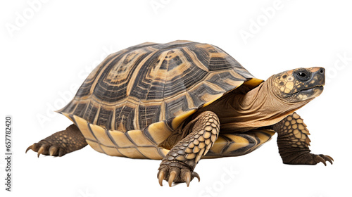 Turtle on a transparent background for projects.
