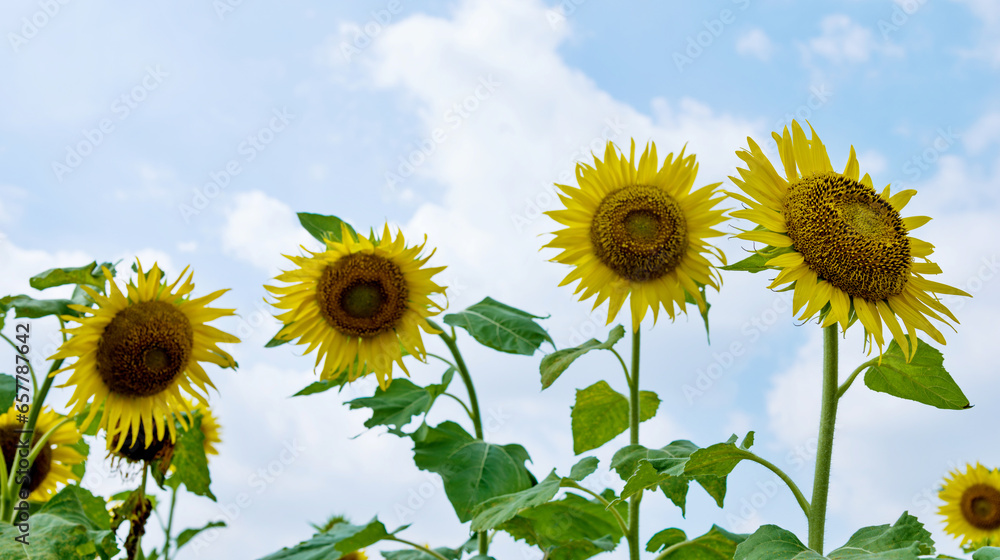 Sunflowers on background of cloudy sky
