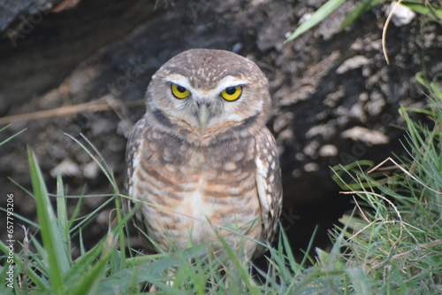 The angry Owl