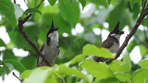 Birds: Red-whiskered bulbul (Pycnonotus jocosus)