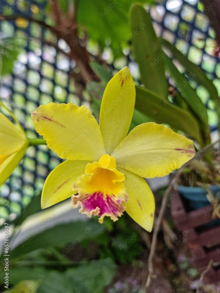 Orquídeas jardín botánico 