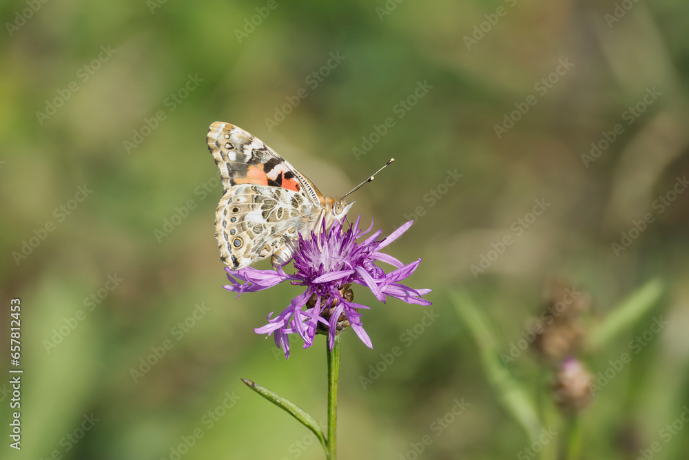 Painted Lady (Vanessa cardui) butterfly perched on a pink flower in Zurich, Switzerland Painted Lady (Vanessa cardui) butterfly perched on a pink flower in Zurich, Switzerland