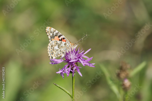 Painted Lady (Vanessa cardui) butterfly perched on a pink flower in Zurich, Switzerland © Janine