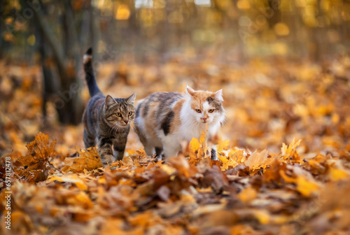 two domestic cats walking in an autumn park with fallen golden foliage