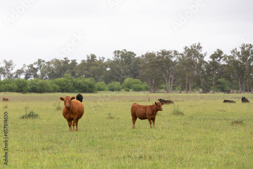 Cattle, horses and workers of a ranch © Santa001