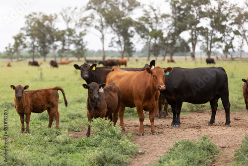 Herd of great aberdeen angus red and black