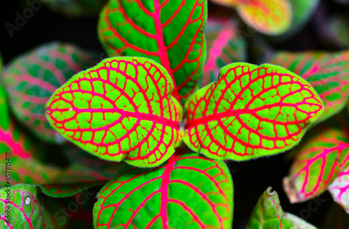 Fittonia (nerve plant) - ornamental plant with bright leaves with red veins