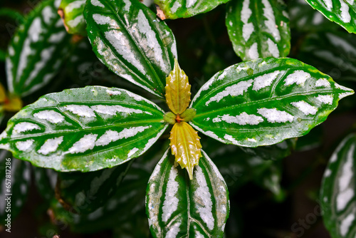 Aluminium plant Pilea cadierei - ornamental plant with colored shiny white-green leaves in a botanical garden photo