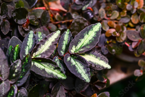 Pellionia repens - close-up of spotted multi-colored leaves of a plant from a botanical garden collection photo