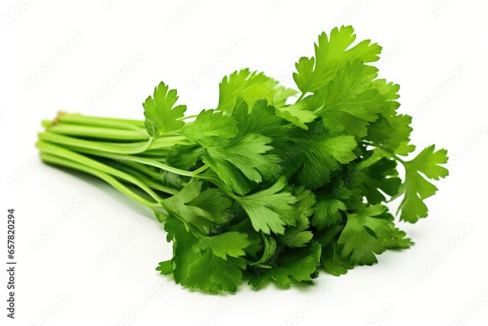 Coriander isolated on White Background Coriander isolated on White Background