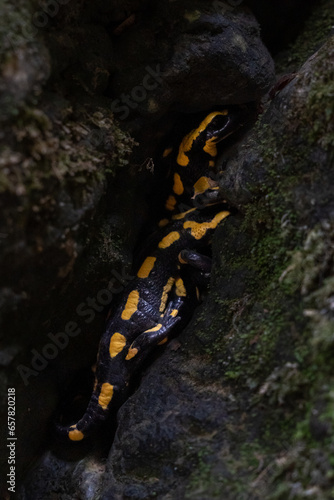 Feuersalamander im Wald, in einer Höhle bei einem Wasserfall