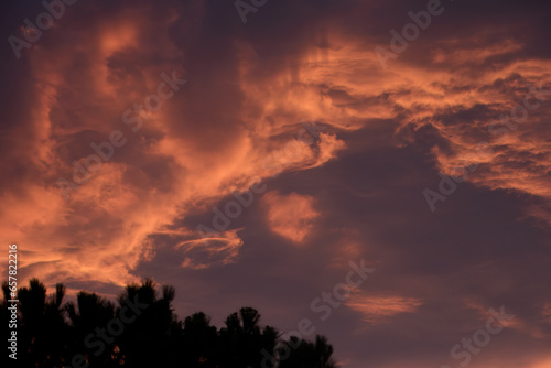 a sunset with a tree silhouetted against a red sky with clouds in the background