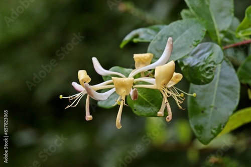 Blühendes Echtes Geißblatt.(Lonicera caprifolium) mit Spinne