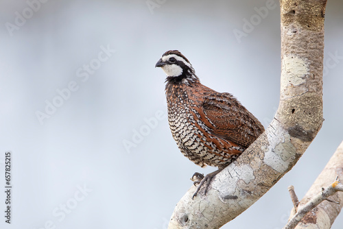 Northern Bobwhite (Colinus virginianus) male perched on branch, Florida, USA