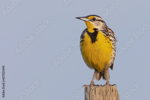 Eastern meadowlark (Sturnella magna) on post, Kissimmee, Florida, USA photo