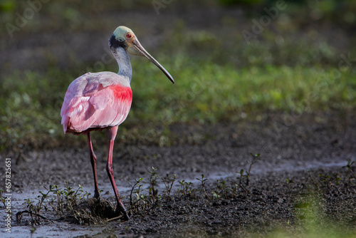 Roseate spoonbill (Platalea ajaja) standing, Florida, USA photo