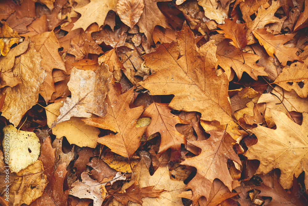 Autumn leaves background top view. Hello Fall! Oak brown and yellow leaves in warm moody autumn woods. Fall wallpaper and banner Autumn leaves background top view. Hello Fall! Oak brown and yellow leaves in warm moody autumn woods. Fall wallpaper and banner