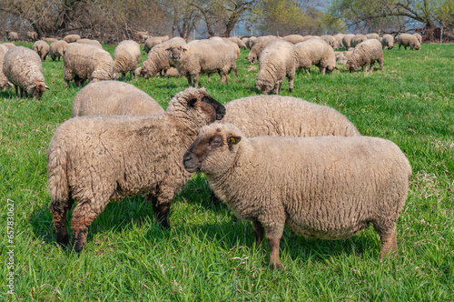 Herd of sheep grazing at grassland pasture in Germany