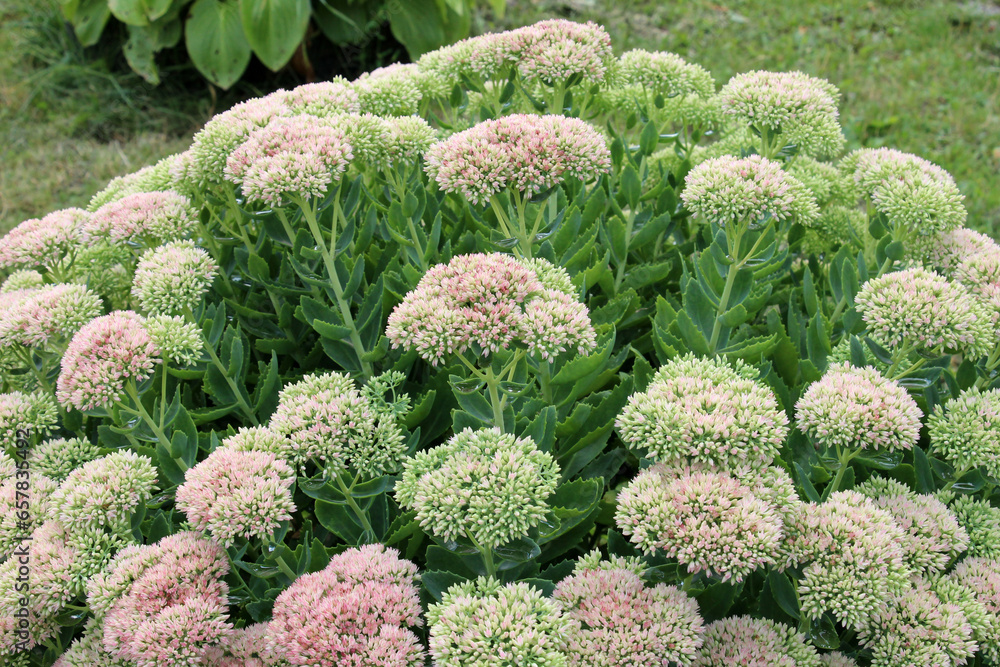 Sedum maximum grows in the garden Sedum maximum grows in the garden