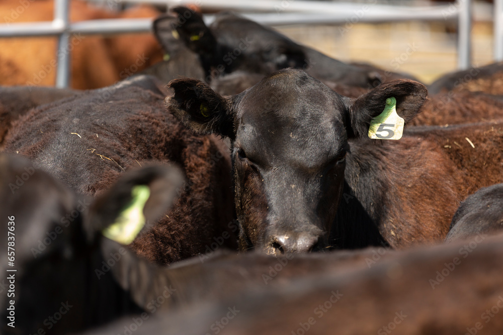 Fototapeta premium Herd of great aberdeen angus red and black