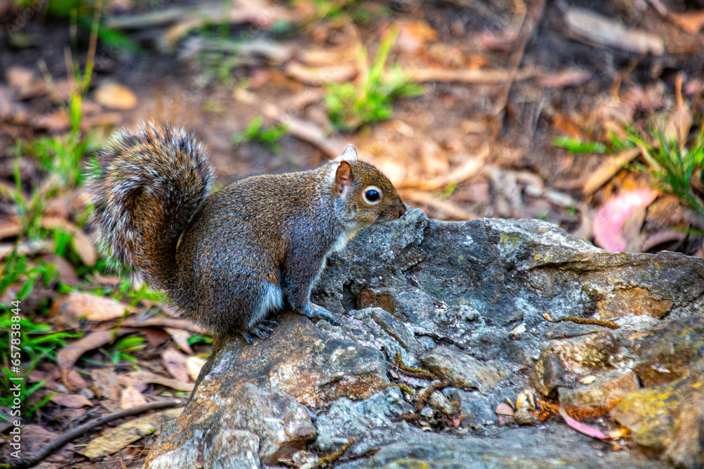 Grey Squirrel (Sciurus carolinensis) in National Botanic Gardens, Dublin, Ireland Grey Squirrel (Sciurus carolinensis) in National Botanic Gardens, Dublin, Ireland