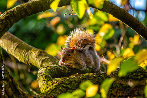 Photography Grey Squirrel (Sciurus carolinensis) in National Botanic Gardens, Dublin, Irelan