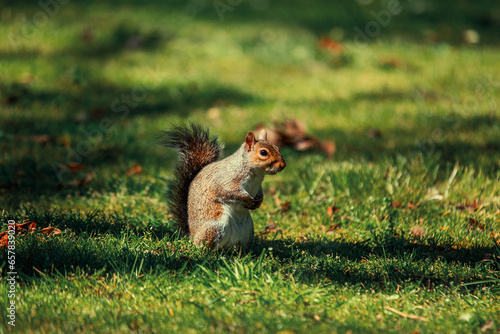 Photography Grey Squirrel (Sciurus carolinensis) in National Botanic Gardens, Dublin, Irelan