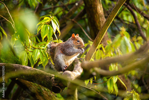Photography Grey Squirrel (Sciurus carolinensis) in National Botanic Gardens, Dublin, Irelan